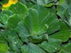Pistia