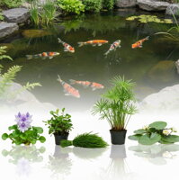 Саксии за цветя, торове и аксесоари