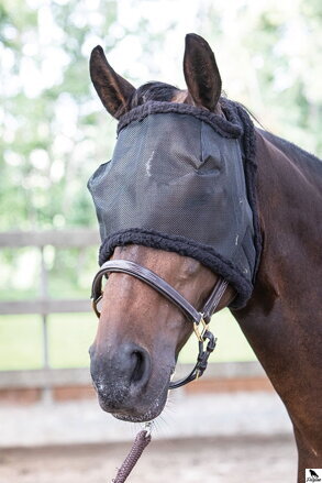 Hmyz v očiach koní 