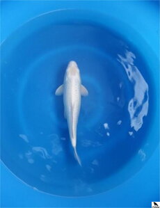 Платинен Огон