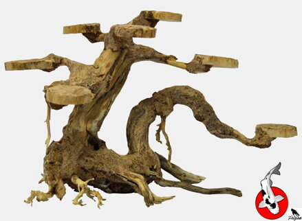 SADÁČ BONSAJÍ MALÝ