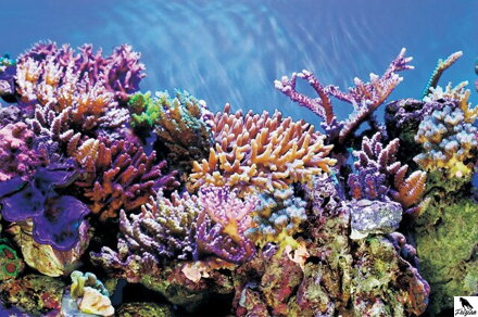 SF DECO POSTER A 100 X 49 CM