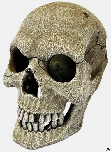 REPTO DECO HUMAN SKULL XL