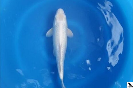 Платинен Огон