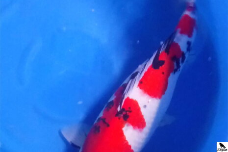 Тайшо Санке Кой