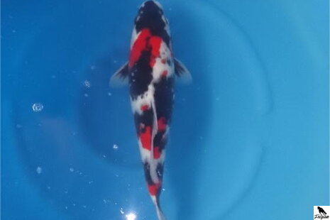 Шова Саншоку